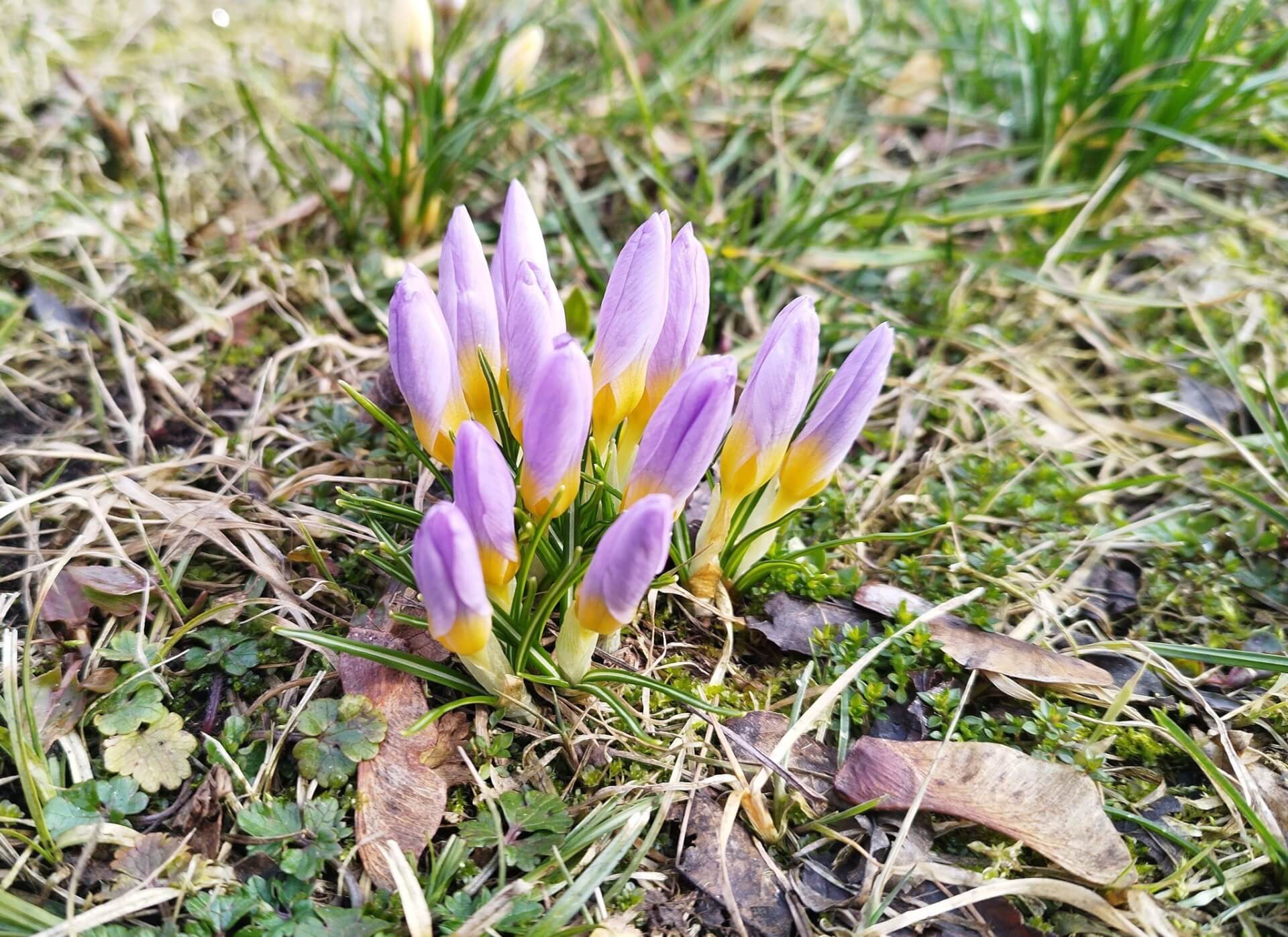 Krokusy Piekary