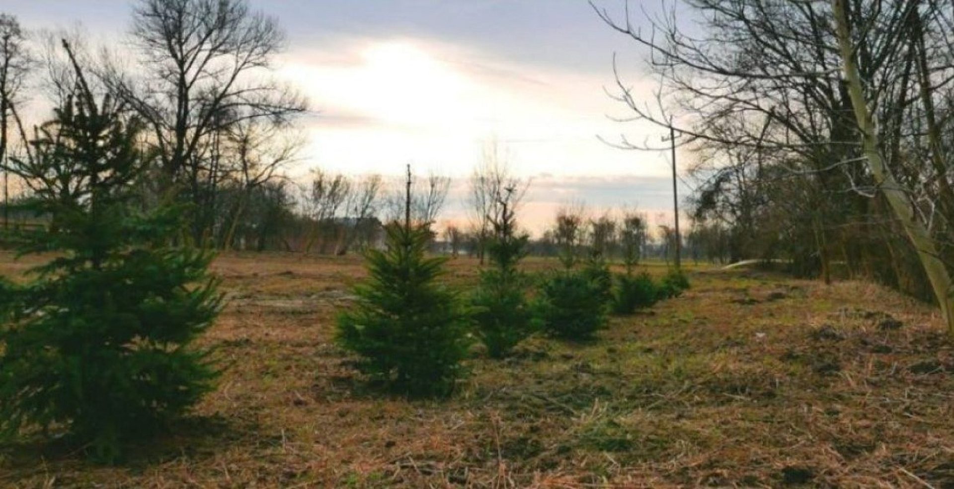 01choinkium 01choinkium