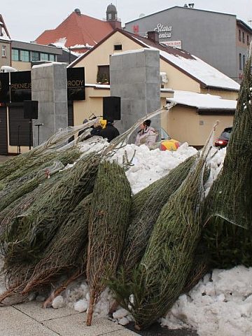 Choinki Plac Noblistów Choinki Plac Noblistów