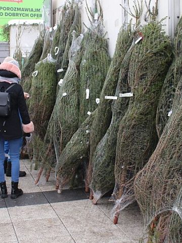 Choinki dla mieszkańców Piekar Choinki dla mieszkańców Piekar