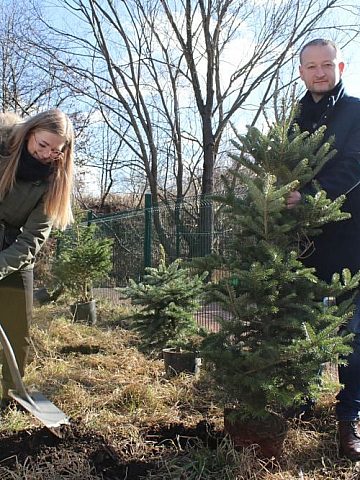 Choinki do zasadzenia Choinki do zasadzenia