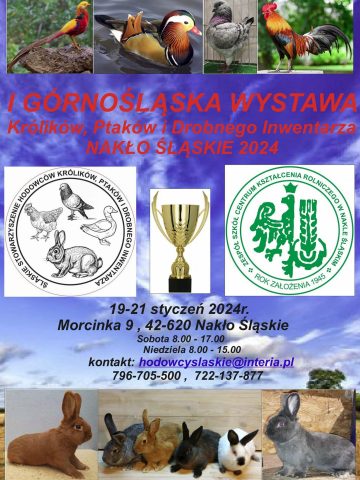 Gornoslaska wystawa krolikow ptakow i drobnego inwentarza 3 Gornoslaska wystawa krolikow ptakow i drobnego inwentarza 3