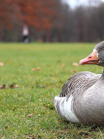 Gornoslaska wystawa krolikow ptakow i drobnego inwentarza 4 Gornoslaska wystawa krolikow ptakow i drobnego inwentarza 4