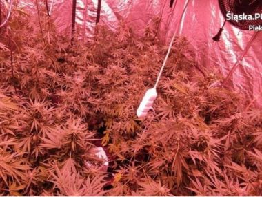 0plantator 0plantator