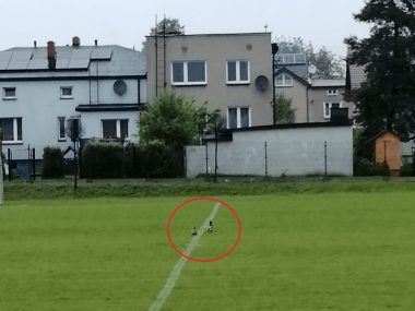 Na zalanym boisku w Piekarach pojawiły się kaczki Na zalanym boisku w Piekarach pojawiły się kaczki