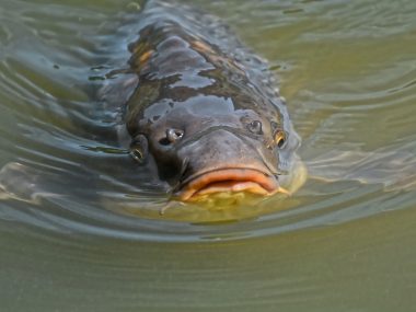 Problem z kupieniem karpia? Sprawdziliśmy, o co chodzi Kilogram żywego karpia w hodowli w naszym regionie kosztuje ok. 22 zł
