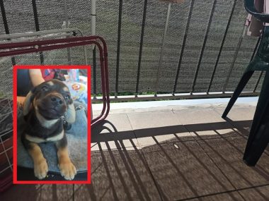 Szczeniak, który przeżył i balkon, z którego miał wyskoczyć drugi z piesków... Szczeniak, który przeżył i balkon, z którego miał wyskoczyć drugi z piesków...