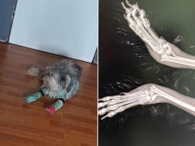 Ktoś wyrzucił psa z balkonu w Piekarach Ktoś wyrzucił psa z balkonu w Piekarach