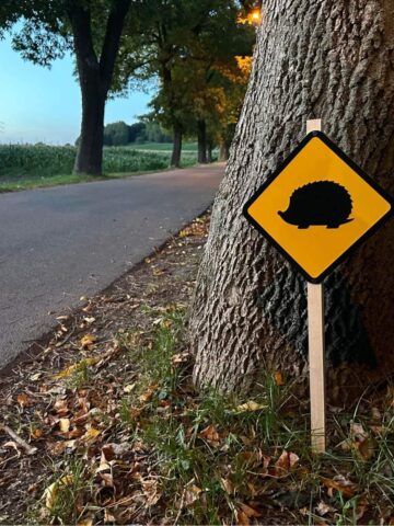 Znaki ostrzegające o jeżach w Piekarach Znaki ostrzegające o jeżach w Piekarach