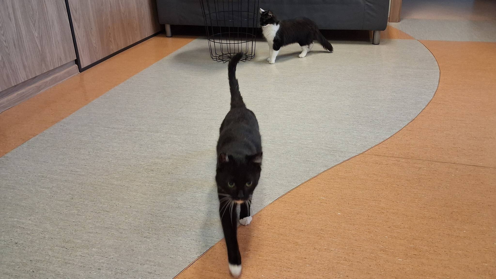 Nowe urzędniczki w UM Piekar Śląskich? To Anda i Julka - koty ze schroniska w Bytomiu