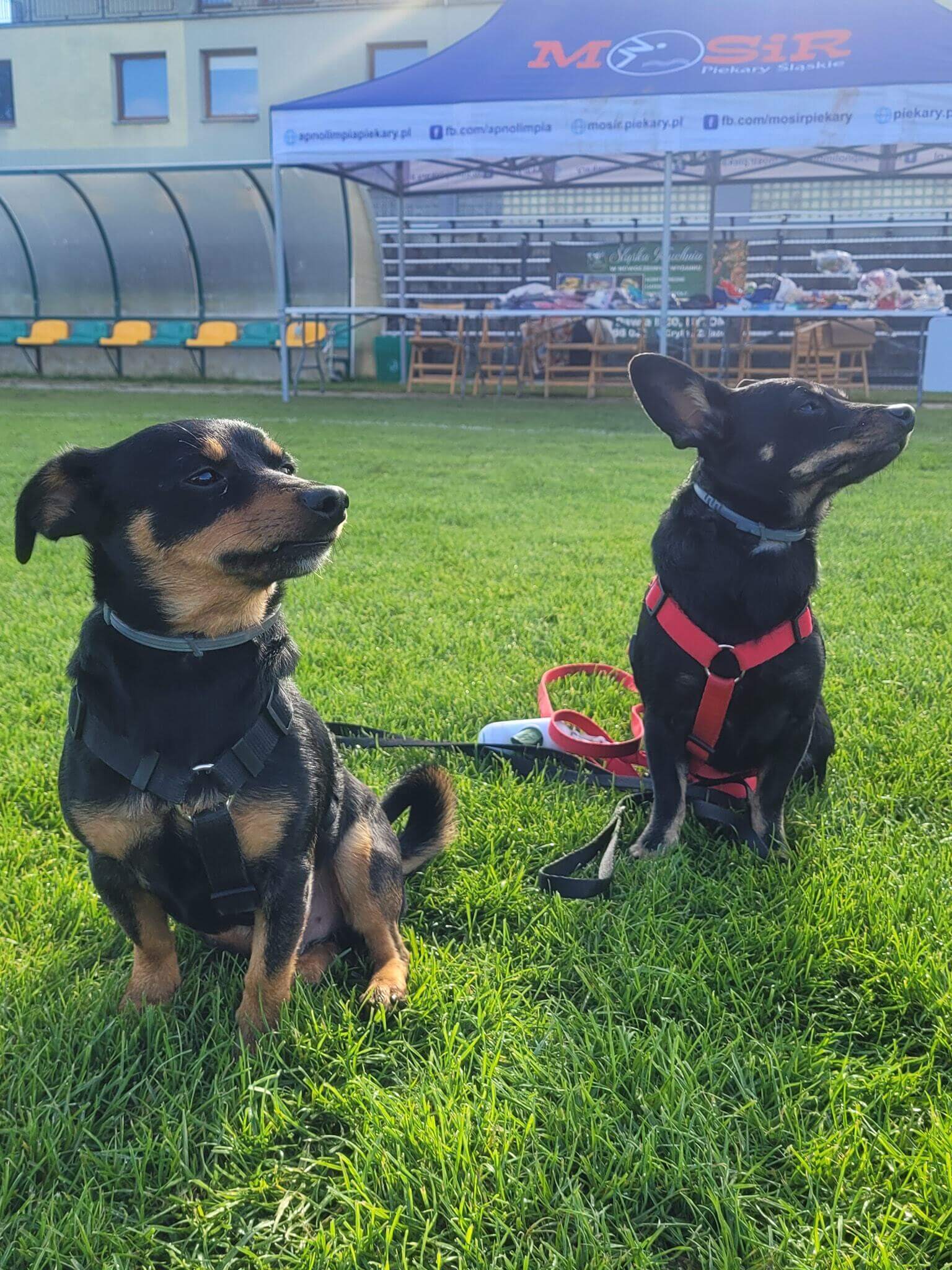 Piekarski Spacer Kundelka