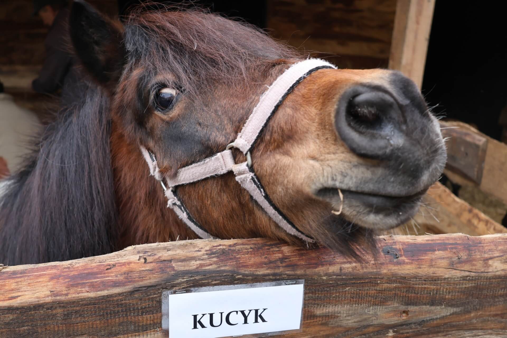 Piekarskie Betlejem 2026