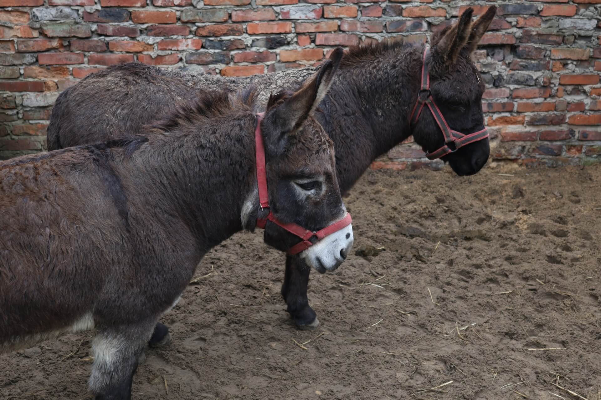 Piekarskie Betlejem 2026