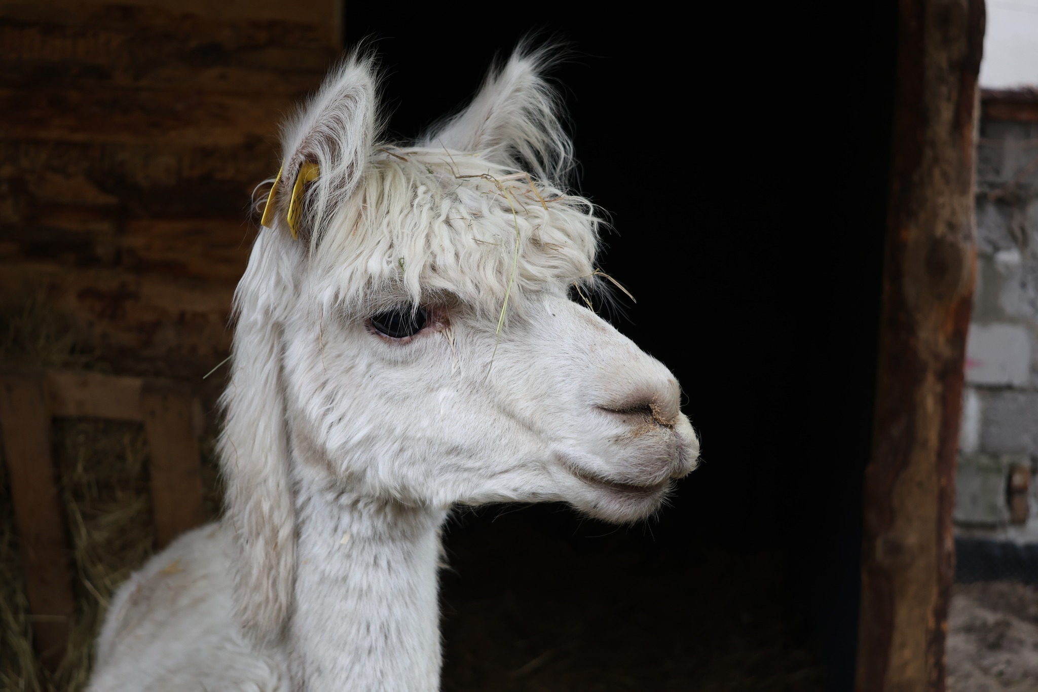 Piekarskie Betlejem 2026