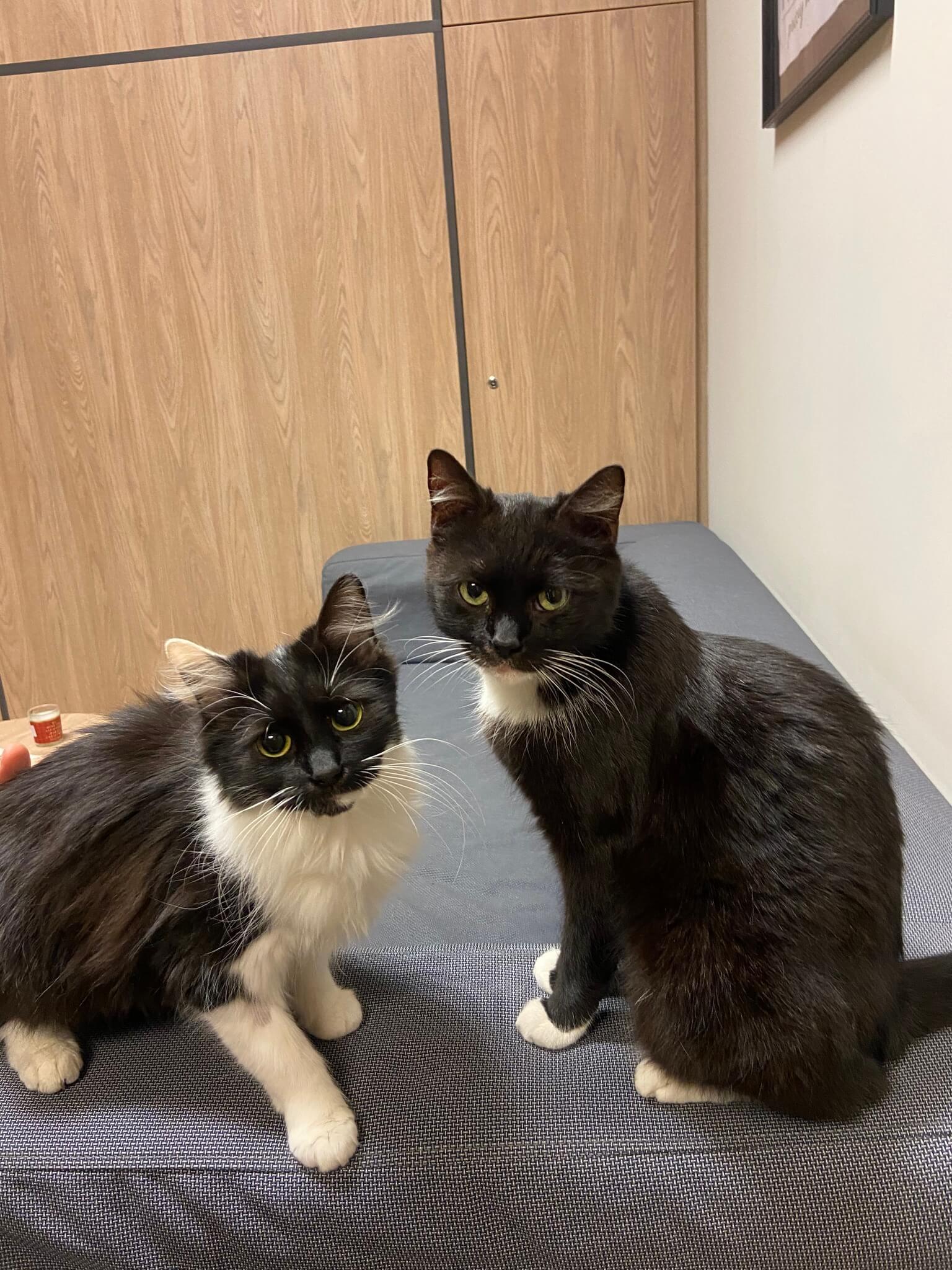 Urzędnicze koty z Piekar Śląskich