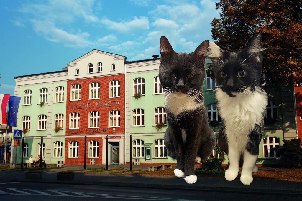 Anda i Julka mają własny facebookowy profil. Urzędowe koty z Piekar Śląskich podbijają Internet
